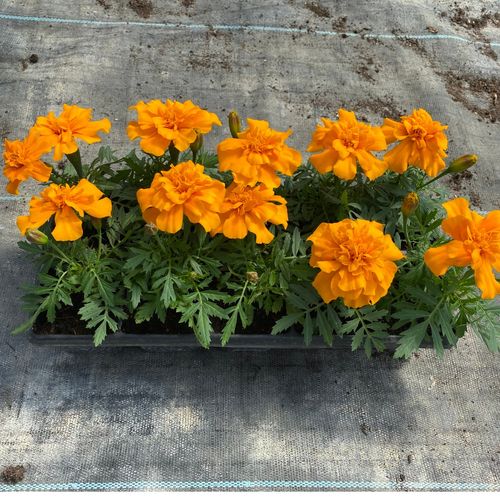 Photo de: oeillet d'Inde orange